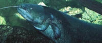 Wels / European Catfish Silurus glanis