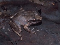 : Craugastor rhodopis; Common Leaf-litter Frog;