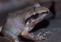 : Craugastor rhodopis; Common Leaf-litter Frog;