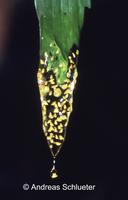 : Dendropsophus brevifrons