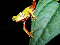 : Phasmahyla cochranae