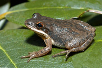 : Pseudacris feriarum feriarum; Upland Chorus Frog