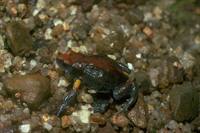 : Pseudophryne covacevichae; Magnificent Brood Frog