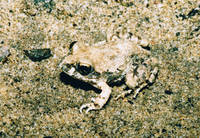 : Tomopterna sp.