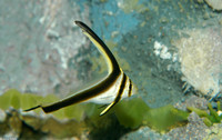: Equetus lanceolatus; Jackknife Fish