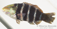 : Hemigymnus fasciatus