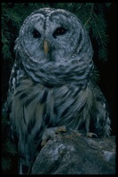 : Strix varia; Barred Owl