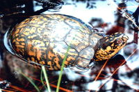 : Terrapene carolina; Eastern Box Turtle