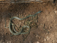 : Thamnophis proximus; Western Ribbon Snake