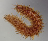 : Halosydna brevisetosa; Scale Worm