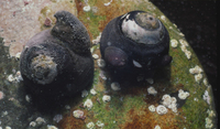 : Tegula funebralis; Black Turban Snail;