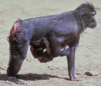 Crested black macaque (Macaca nigra)