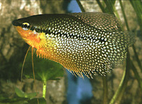 Trichogaster leerii, Pearl gourami: aquaculture, aquarium