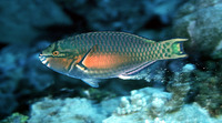 Scarus chameleon, Chameleon parrotfish: