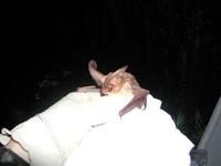Image of: Corynorhinus townsendii (Townsend's big-eared bat)