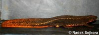Paramesotriton deloustali - Tam Dao Salamander