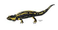 Image of: Salamandra salamandra (fire salamander)