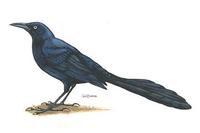 Image of: Quiscalus mexicanus (great-tailed grackle)