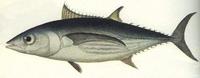 Image of: Katsuwonus pelamis (skipjack tuna)