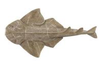 Image of: Squatina squatina (angelfish)