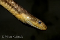 Pantherophis obsoletus quadrivittata - Yellow Rat Snake