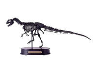 Allosaurus Skeleton