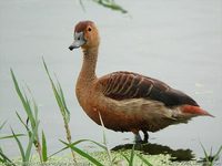 Lesser Whistling-duck - Dendrocygna javanica