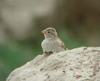 Rock Sparrow - Petronia petronia