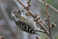 Pygmy Woodpecker - Dendrocopos kizuki