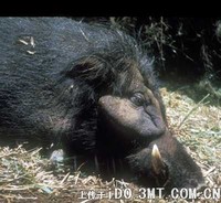 其实假面野猪也有几个亚种分化，而且如果按照英文直译的话，它才是不折不扣的薮猪（因为红河猪的英文原来也是 bush pig) - 大林猪 Hylochoerus meinertzhageni, ...