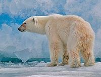 ... and up in the Arctic, the incomparable Polar Bear (Pete Morris).