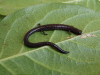 : Batrachoseps gavilanensis; Gabilan Mountains Slender Salamander