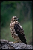 : Buteo galapagoensis; Galapagos Hawk