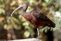 : Plegadis falcinellus; Glossy Ibis