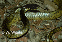 : Chironius laevicollis; Snake