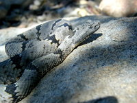 : Crotalus lepidus klauberi; Banded Rock Rattlesnake