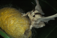 : Bombyx mori; Silk Moth
