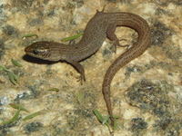 : Xantusia vigilis; Desert Night Lizard