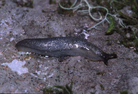 : Arion circumscriptus; Brown-banded Arion