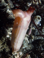 : Styela montereyensis; Stalked Tunicate