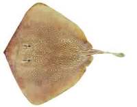 Patchwork Stingaree - Urolophus flavomosaicus