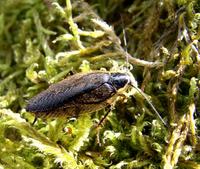 Ectobius sylvestris - Forest Cockroach