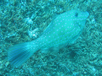 Aluterus scriptus, Scrawled filefish: gamefish, aquarium