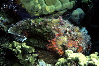 Synanceia verrucosa, Stonefish: fisheries, aquarium