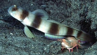 Amblyeleotris fontanesii, Giant prawn-goby: aquarium