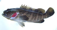 Epinephelus bruneus, Longtooth grouper: fisheries, aquaculture, gamefish