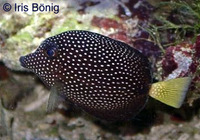 Zebrasoma gemmatum, Spotted tang: aquarium