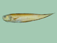 Hoplobrotula armata, : fisheries, gamefish