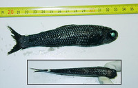 Lampadena speculigera, Mirror lanternfish: