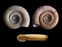 Planorbis planorbis - Ram’s-horn Snail